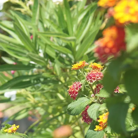 ヴィラ In With Pool & Ocean Views アルブフェイラ